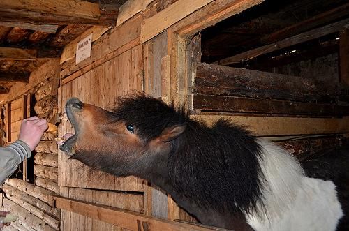 Фото fotki.yandex.ru