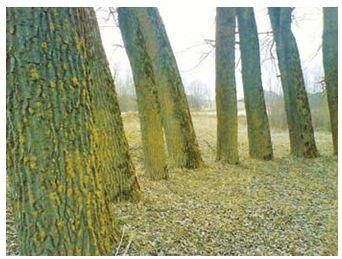 Аллея в Вижонеляй, 2012