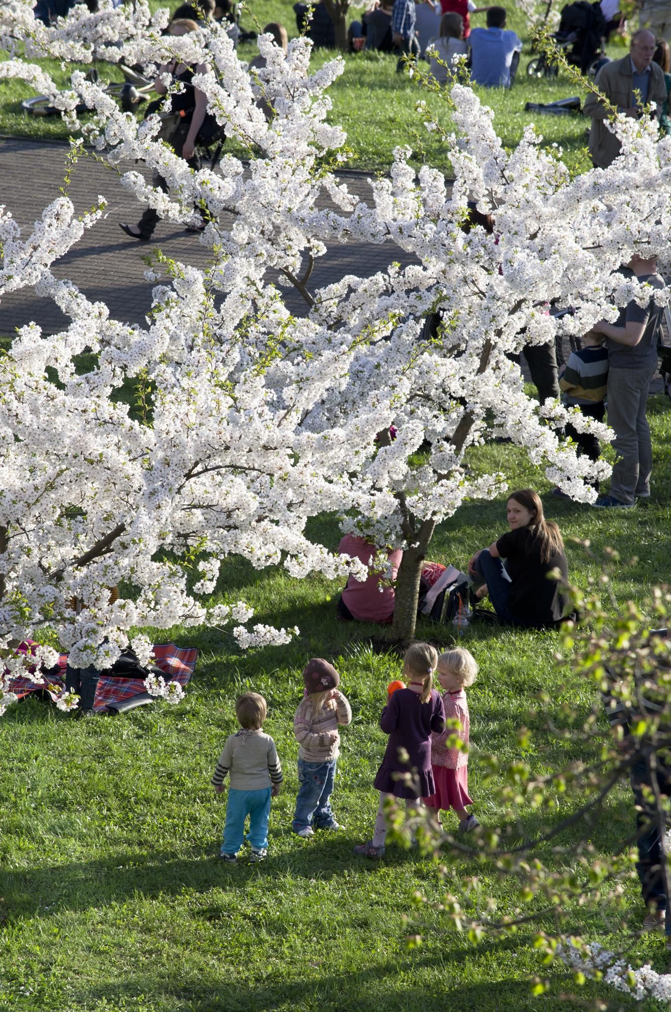 В Вильнюсе цветёт сакура. Фото Оксаны САМКОВОЙ, "Обзор"