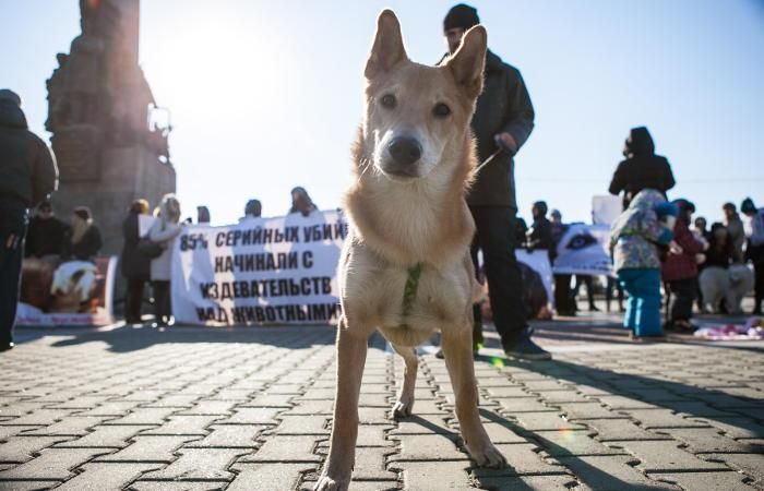 Пикет против издевательств над животными, прошедший в Хабаровске в конце октября. Фото: ТАСС, Дмитрий Моргулис