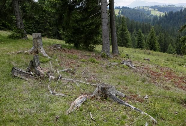 Вырубка леса стала для многих единственным источником дохода.  Фото: Глеб Гаранич / Reuters