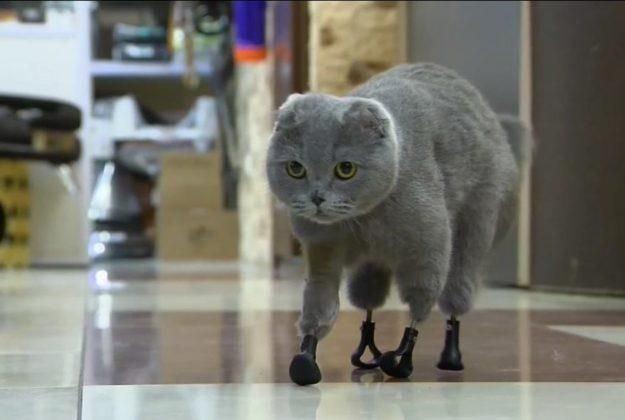 Дымка стала первой кошкой на четырех протезах