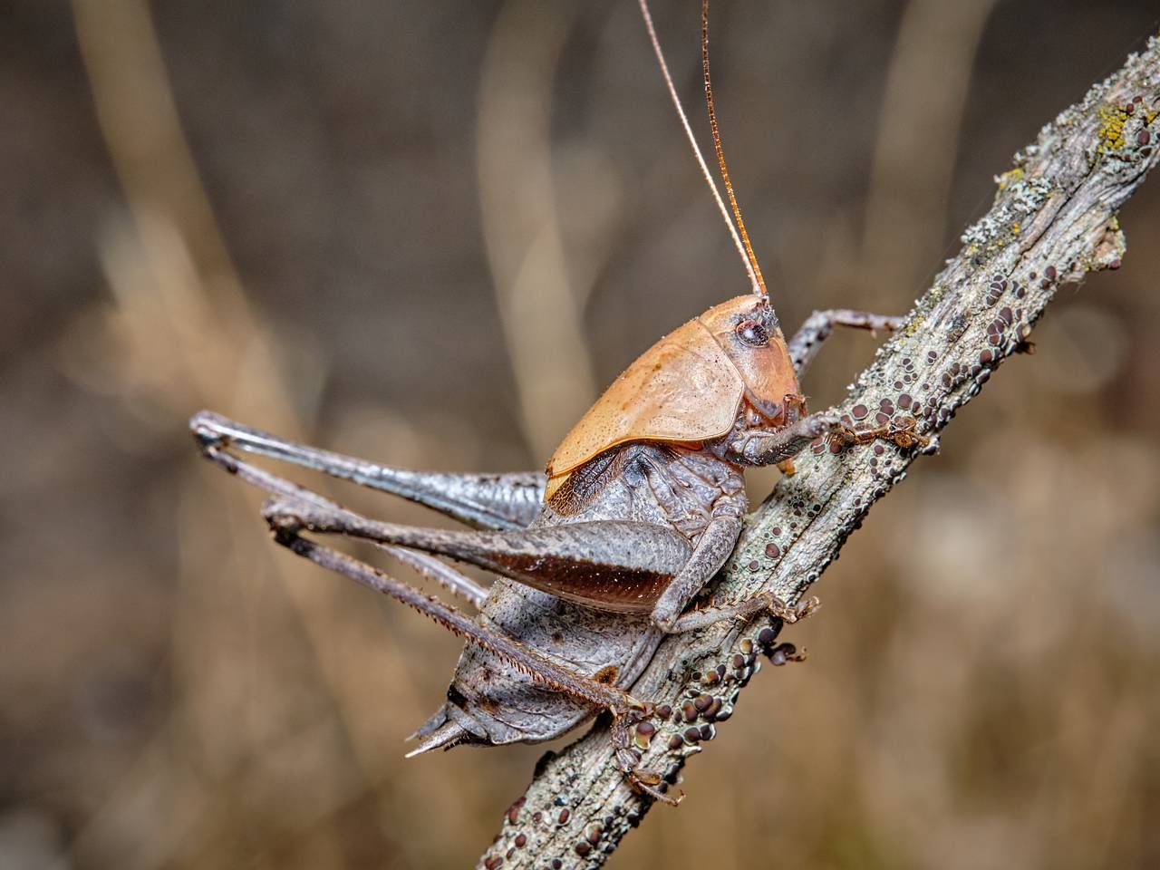 Фото: Macronatura.es / Shutterstock / Fotodom