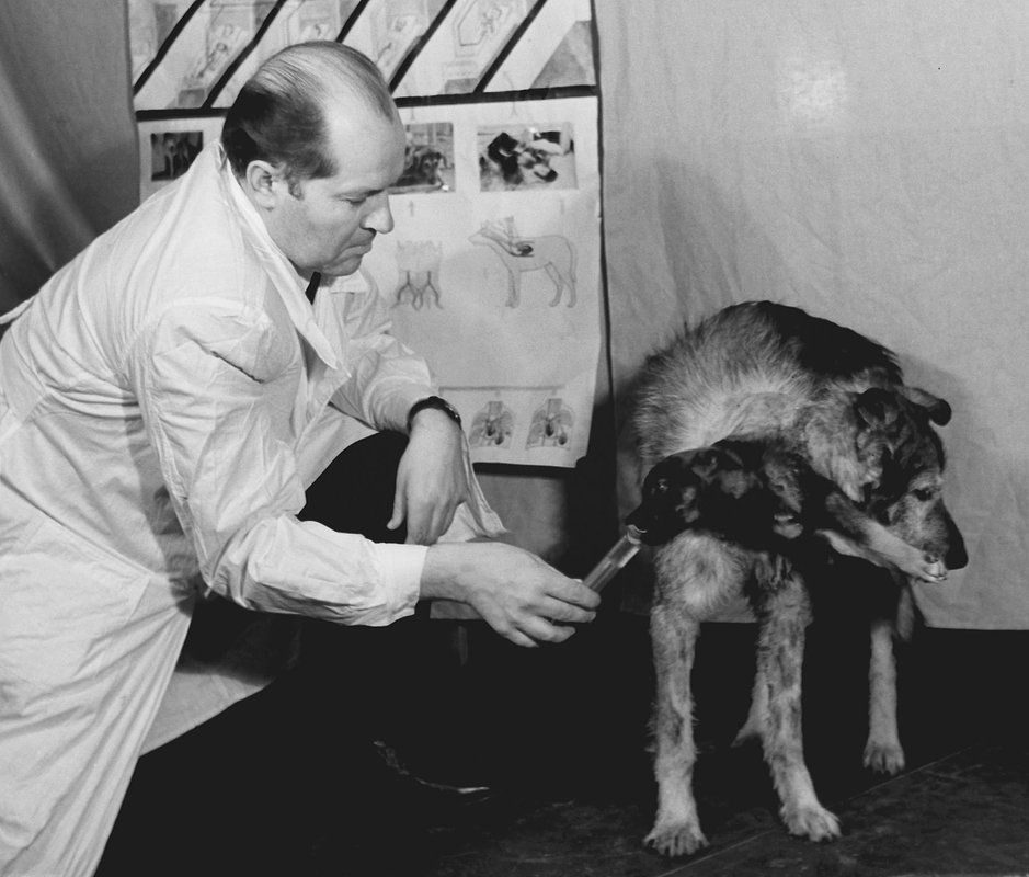 Советский биолог Владимир Демихов с одной из двухголовых собак. Фото: П. Хоренко, Юзеф Мосенжник / ТАСС
