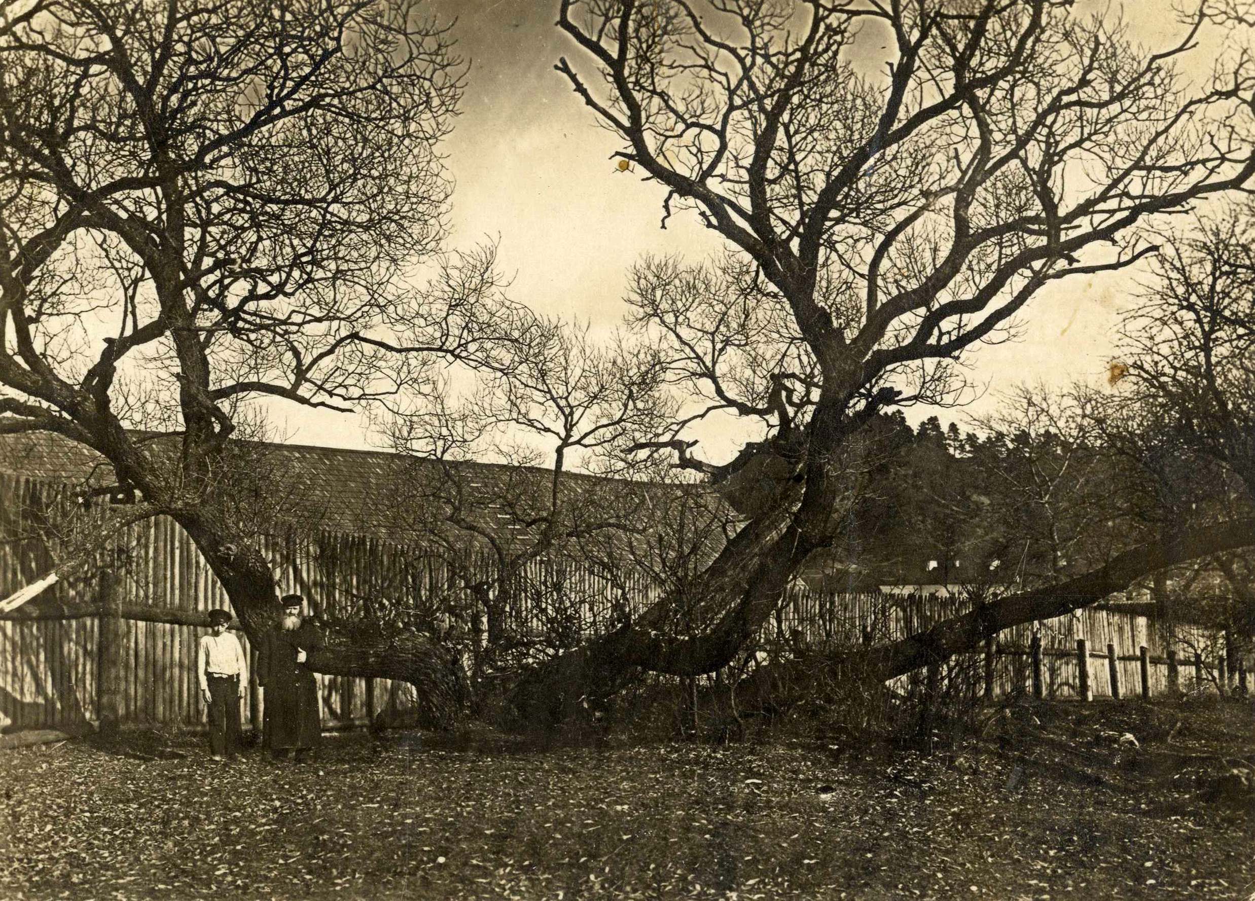 Отец Мейр Зельманович с сыном Шаломом Зельманавичем у дерева. Фотоархив музея Дома борцов Гетто, Израиль;