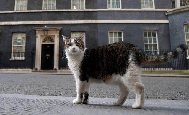 Кот Ларри. Frank Augstein/AP/TASS