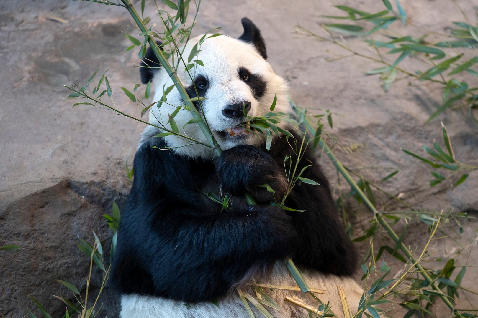 Matti Matikainen/XinHua/Global Look Press
