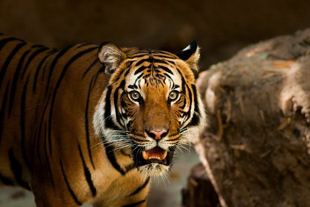 Фото: Jessica Weiller / Unsplash