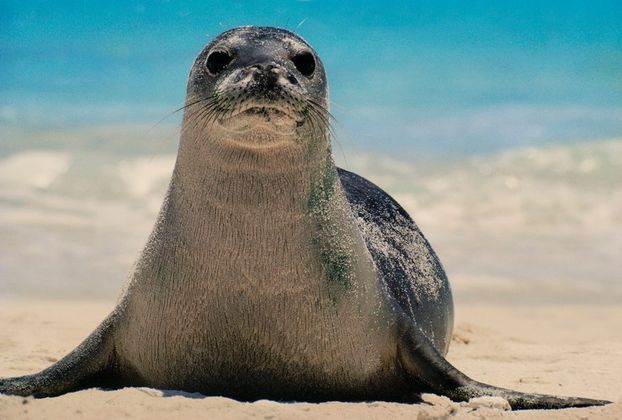 Frans Lanting/picture alliance/Frans Lanting/ТАСС