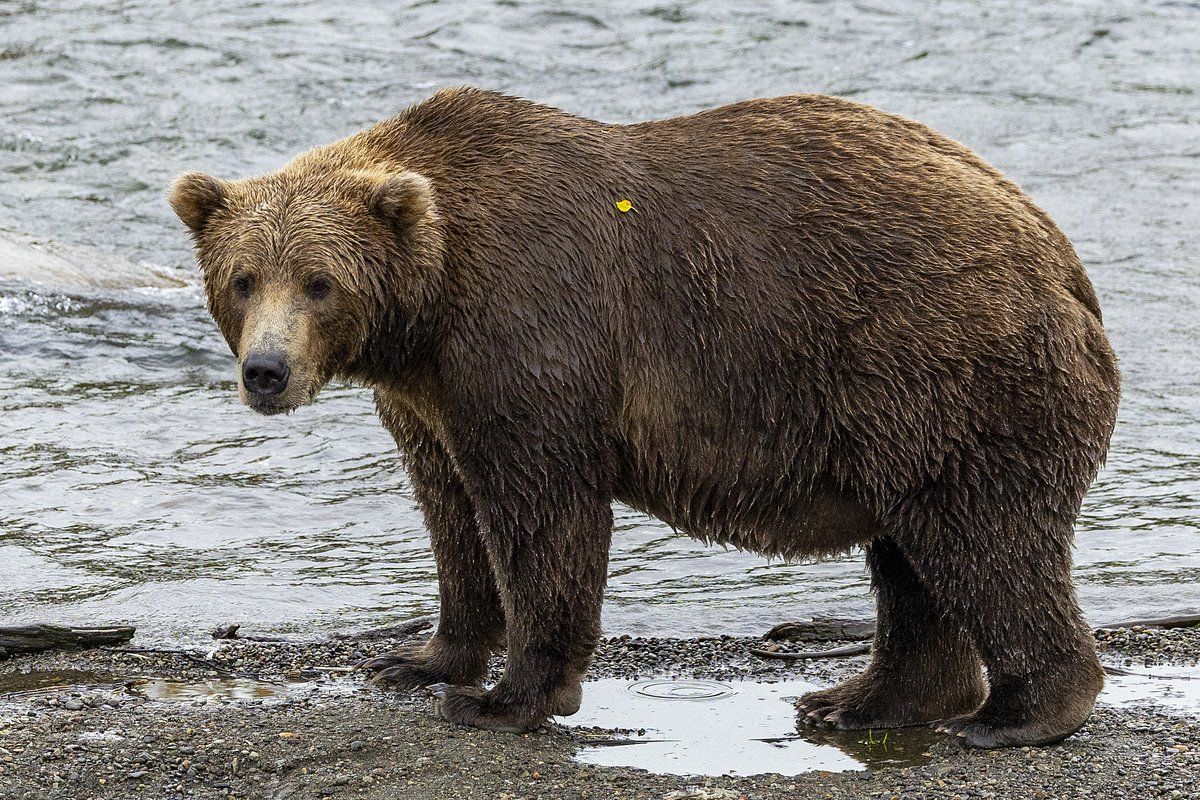 Медведица из национального парка Катмаи на Аляске Фото: C. Cravatta / National Park Service / AP