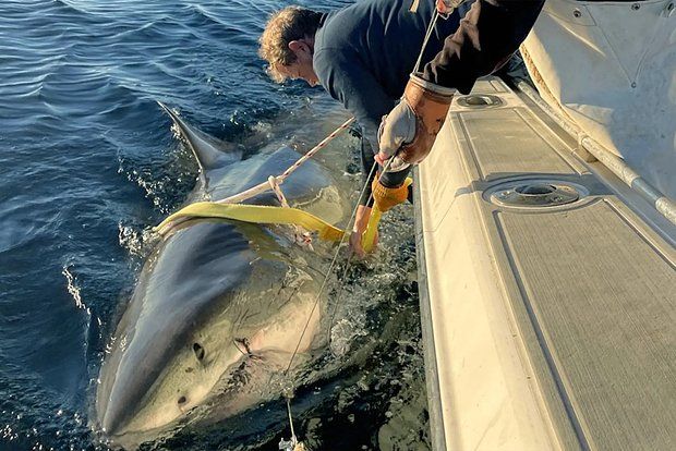 Фото: OCEARCH