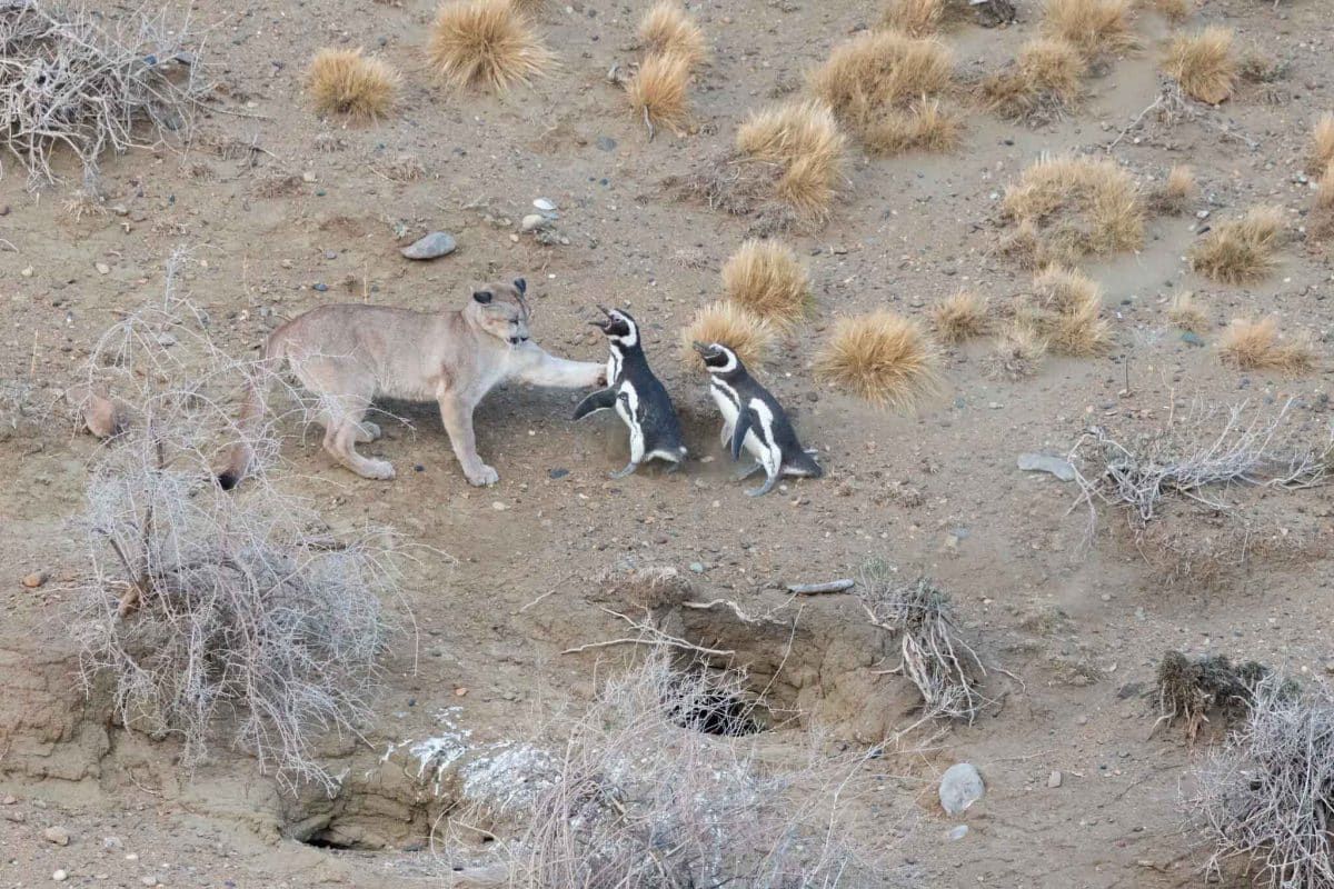 В аргентинской Патагонии пумы стали охотиться на пингвинов, чего раньше ученые не замечали / © Gonzalo Ignazi