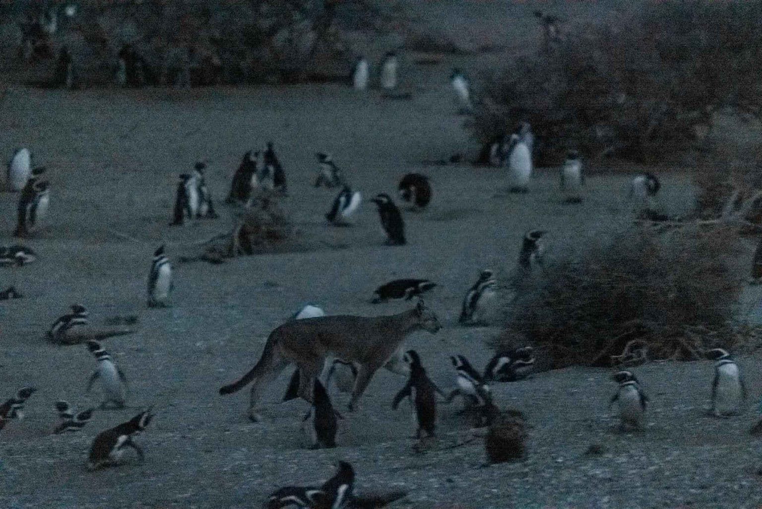 Пума во время охоты на пингвинов / © Gonzalo Ignazi