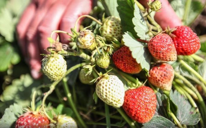 Автор фото: Коньков Сергей