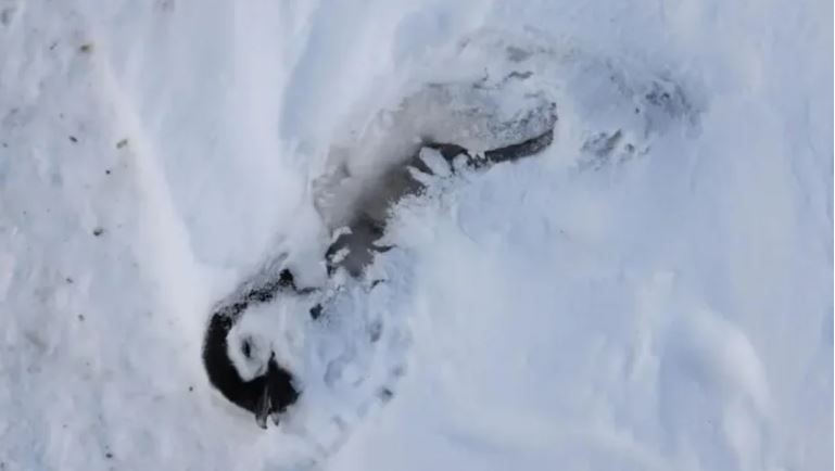 Самцы, которые высиживали птенцов больше 70 дней, находились на грани истощения и были вынуждены бросить птенцовИсточник: KOPRI