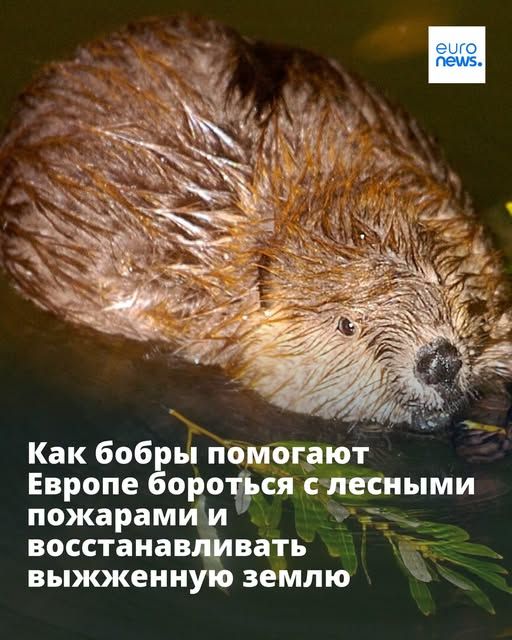 Авторское право Noah Berger/2007 AP
