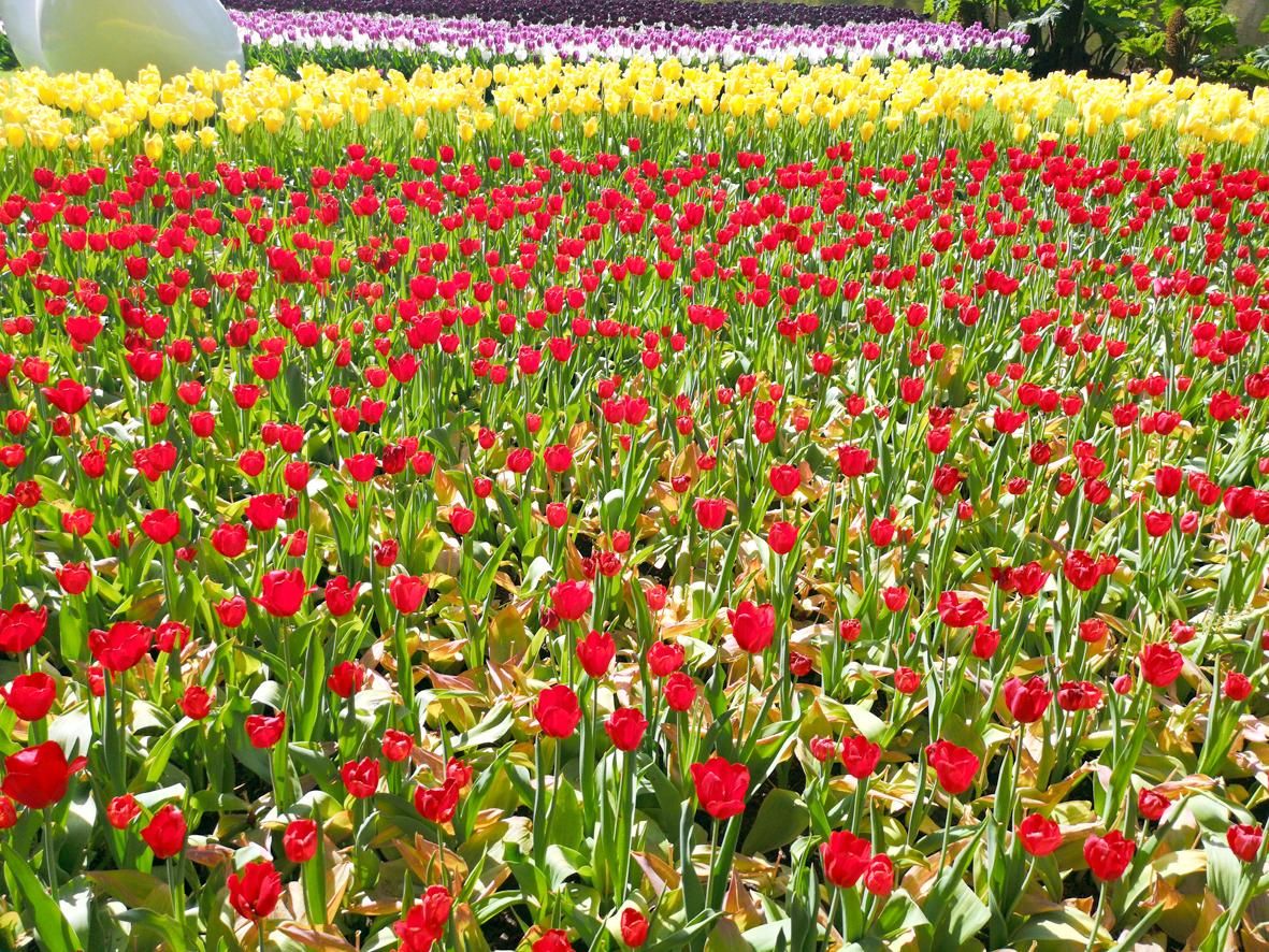 На снимках: Амстердам, Парк тюльпанов. Фото Дениса Терпиловского