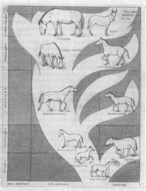 Родословная лошади по геологическим периодам и историческое распространение ее предков по материкам.