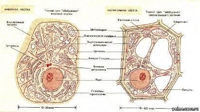 Отличия животной и растительной клетки
