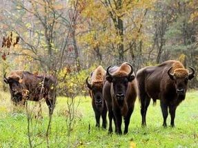 фото:Russights.ru