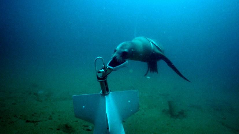 © U.S. Navy Marine Mammal Program