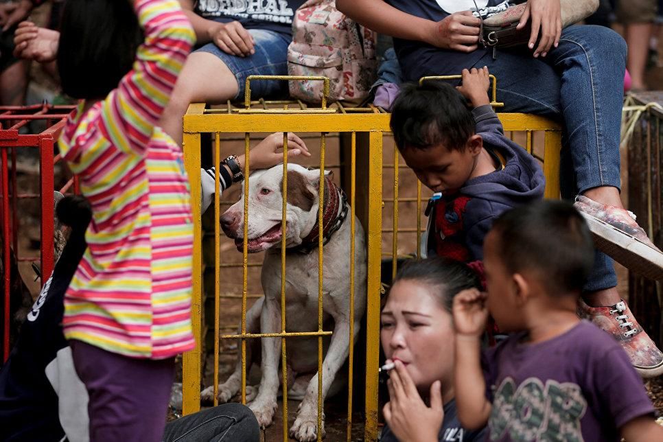 © REUTERS / Beawiharta Семья заводчика собак Агуса Бадуда рядом с клеткой своей собаки во время боев между собаками и кабанами в Индонезии