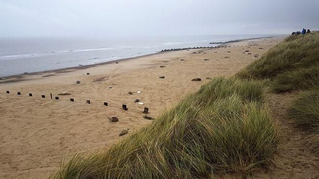 Безлюдные пляжи восточного побережья Англии привлекают тюленей и контрабандистов