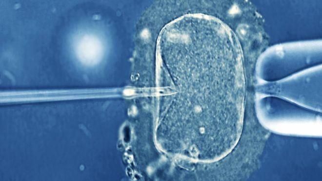 SCIENCE PHOTO LIBRARY Image caption Оплодотворенные яйцеклетки несколько лет пролежали в жидком азоте, замороженные при температуре минус 196 градусов
