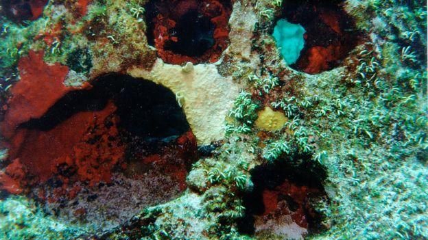 GETTY IMAGES Image caption Именно так выглядит небольшой коралловый риф, куда могут быть "упакованы" после кремации ваши останки