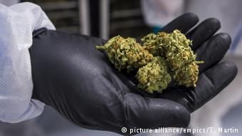 Легализация марихуаны позволит контролировать качество продукции