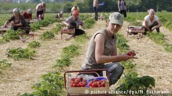Польские сезонные работницы в Германии. В самой Польше вместо них работают украинцы