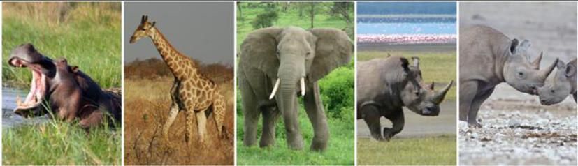 Сегодня в Африке осталось лишь пять видов крупных растительноядных: (слева направо) бегемот, жираф, слон, белый и чёрный носороги. © John Rowan