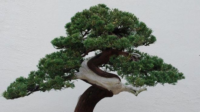 GETTY IMAGES Image caption Деревья бонсай живут по много сотен лет (фото архивное)