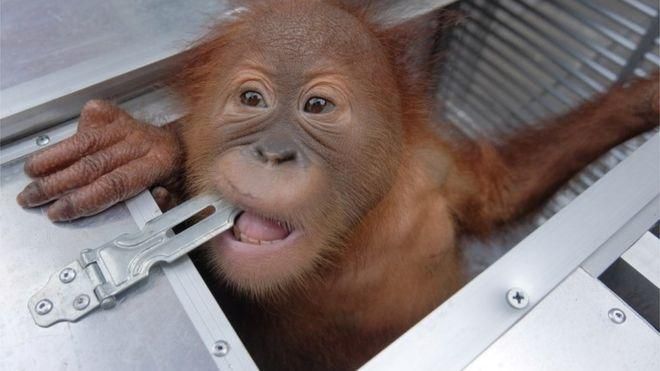 AFP Image caption Орангутанги находятся под угрозой вымирания и в Индонезии защищены законом