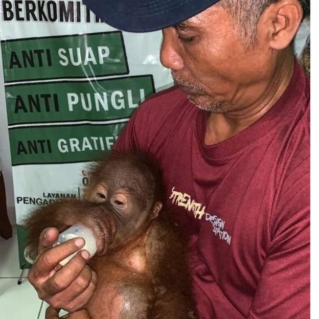 AFP Image caption Департамент охраны природы Бали передал орангутанга в свой питомник
