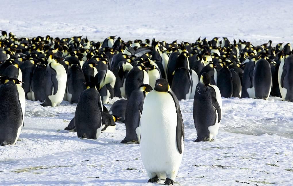 Императорские пингвины © REUTERS/Martin Passingham