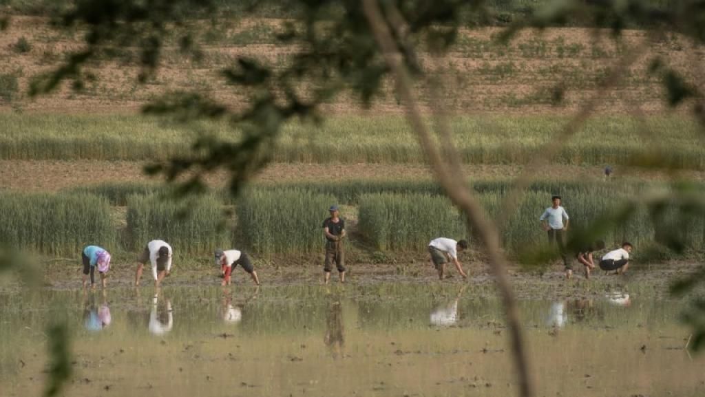 Рисовые поля в окрестностях города Кэсона в Северной Корее Ed JONES / AFP
