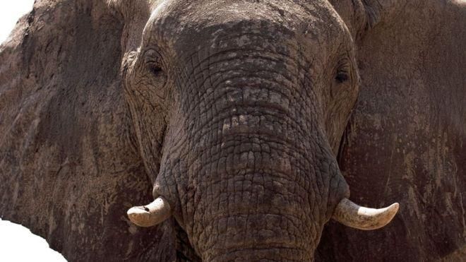 GETTY IMAGES Image caption За последние 30 лет число слонов в Ботсване увеличилось в три раза