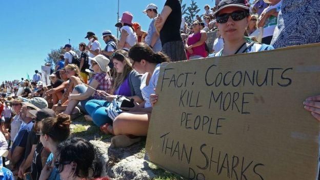 GETTY IMAGES Image caption Зоозащитники сомневаются, что процесс селекции действительно необходим. " Кокосы убивают больше людей, чем акулы", написано на плакате