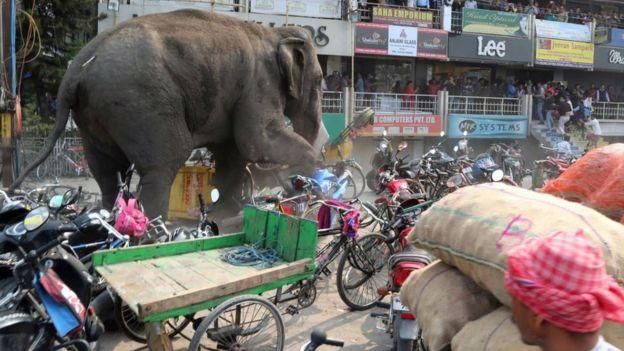 AFP Image caption Дикие слоны иногда вырываются из лесов на улицы городов