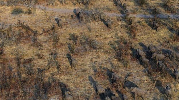 GETTY IMAGES Image caption В Ботсване на 18 человек приходится один слон