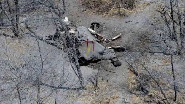 SWAMINATHAN NATARAJAN Image caption Около 20 тысяч африканских слонов ежегодно убиваются охотниками за слоновой костью