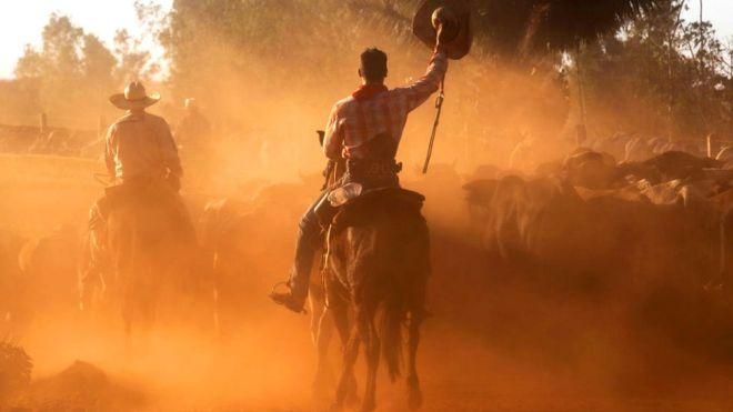 GETTY IMAGES Image caption Европейские фермеры боятся конкуренции с ковбоями Амазонии