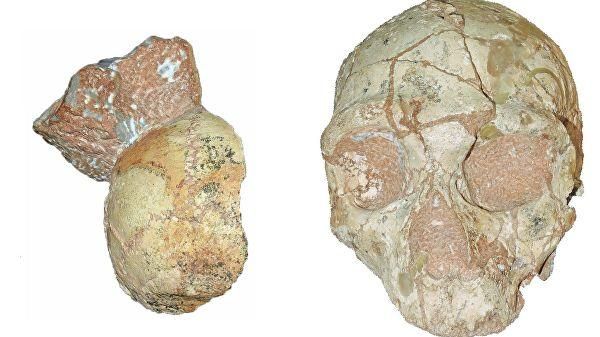 © Katerina Harvati, Eberhard Karls University of Tübingen Фрагмент черепа неандертальца (справа) и кроманьонца (слева) возрастом в 210 тысяч лет