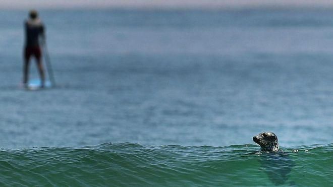 GETTY IMAGES Image caption Рост популяции тюленей у Кейп-Код на восточном побережье США привел к росту количества акул в районах, популярных у отдыхающих