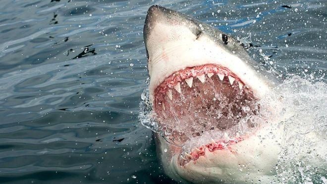 GETTY IMAGES Image caption Белые акулы считаются самыми опасными обитателями океана, но нам очень немного известно об их поведении и жизненном цикле