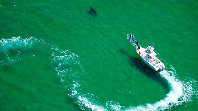 GETTY IMAGES Image caption Маркировка белых акул начинает помогать в понимании поведения этих громадных хищников
