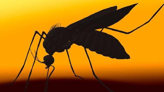 GETTY IMAGES Image caption Комары-убийцы переносят вирус ЕЕЕ, который в трети случаев приводит к смертельному исходу
