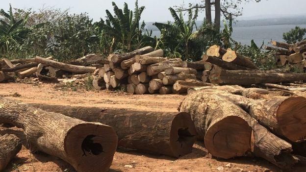 DENNIS IVERS Image caption За счет продажи леса из озера Вольта стоимость экспорта из Ганы может вырасти в два раза