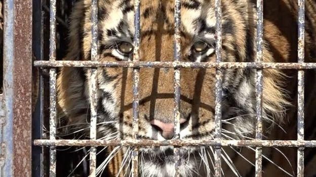 AFP Image caption Один из тигров умер после недели в запертом грузовике